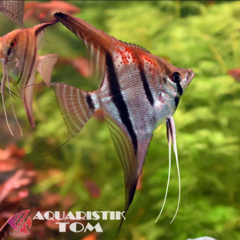 Skalar Rio Negro Rotrücken Santa Isabel, Pterophyllum scalare